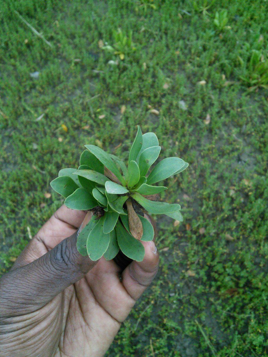 Limonium binervosum