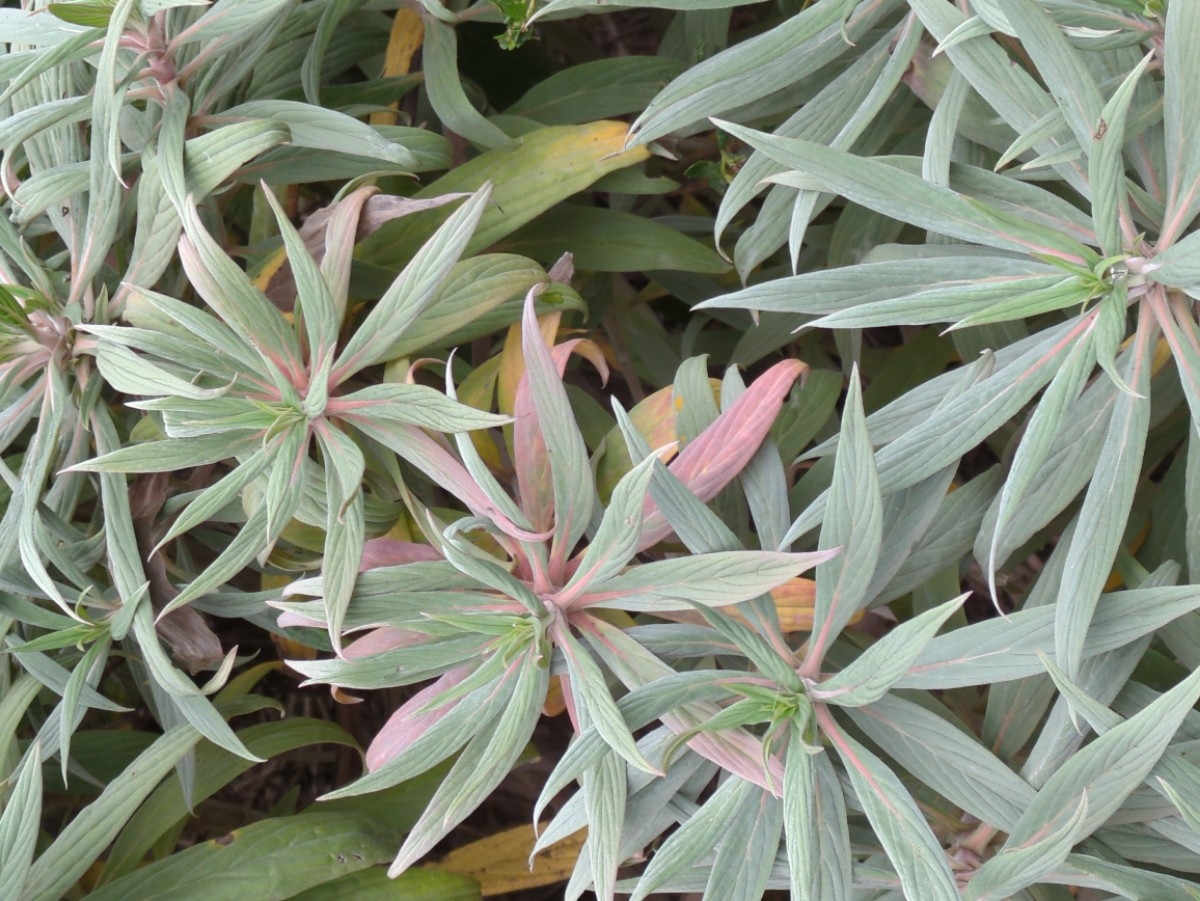 Echium candicans