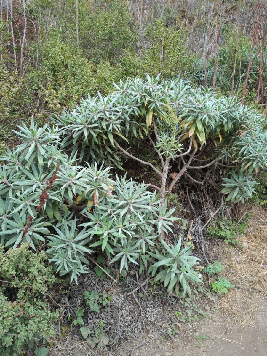 Echium candicans