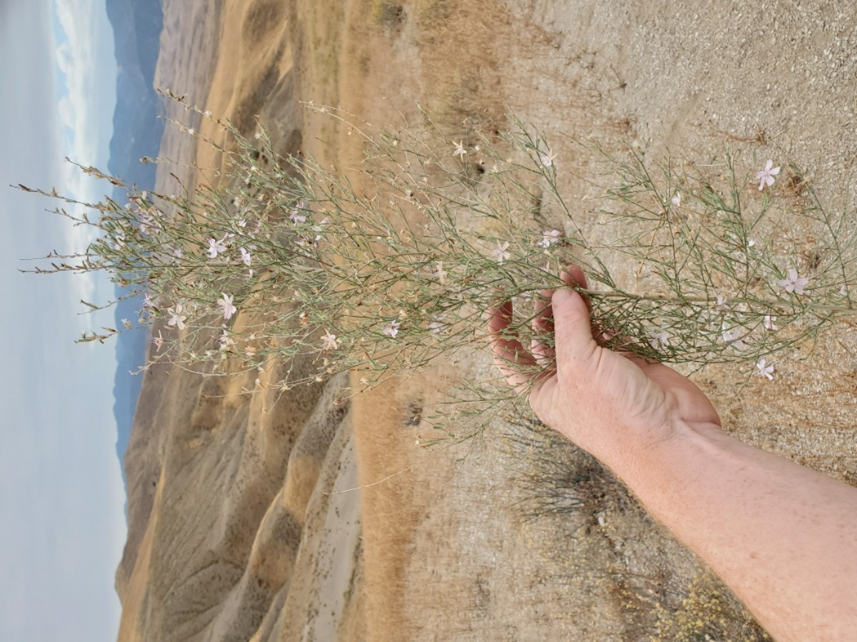 Stephanomeria exigua ssp. coronaria