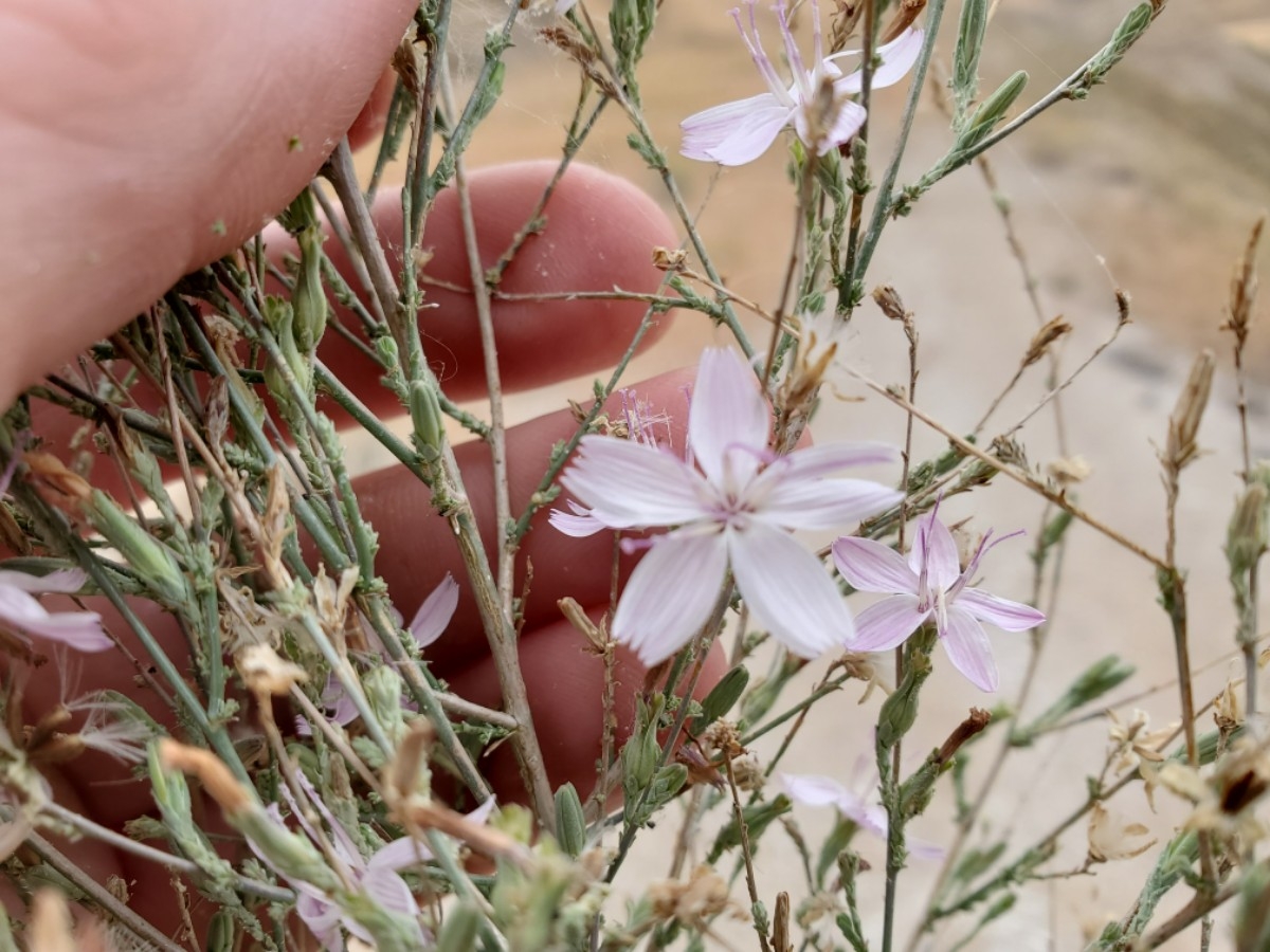 Stephanomeria exigua ssp. coronaria