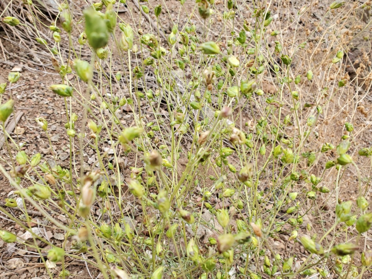 Cordylanthus pringlei