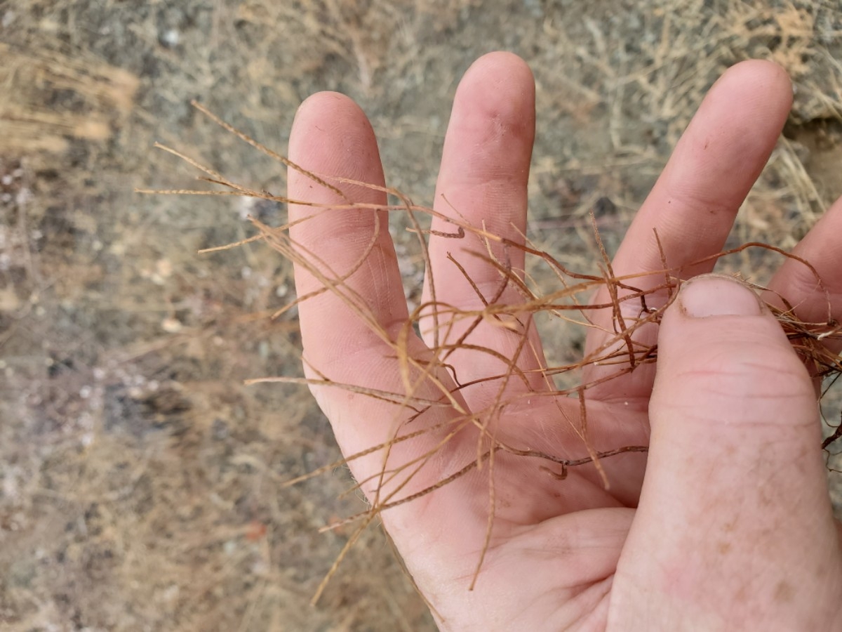 Camissonia lacustris