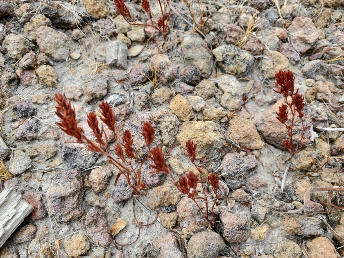 Polygonum californicum