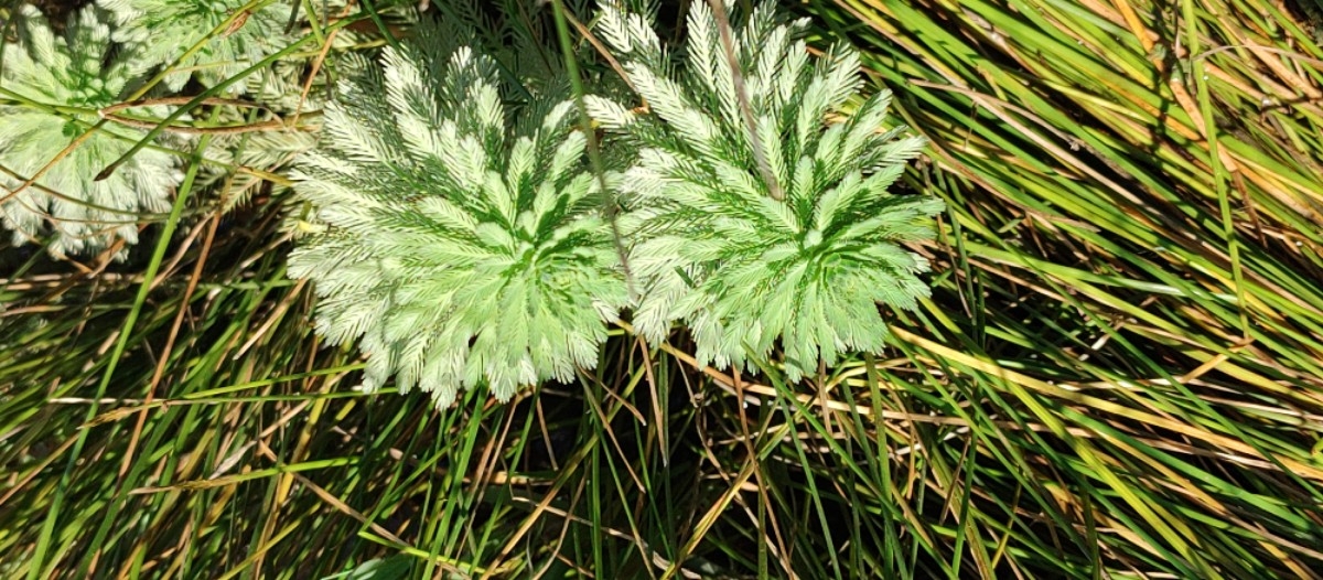 Myriophyllum aquaticum