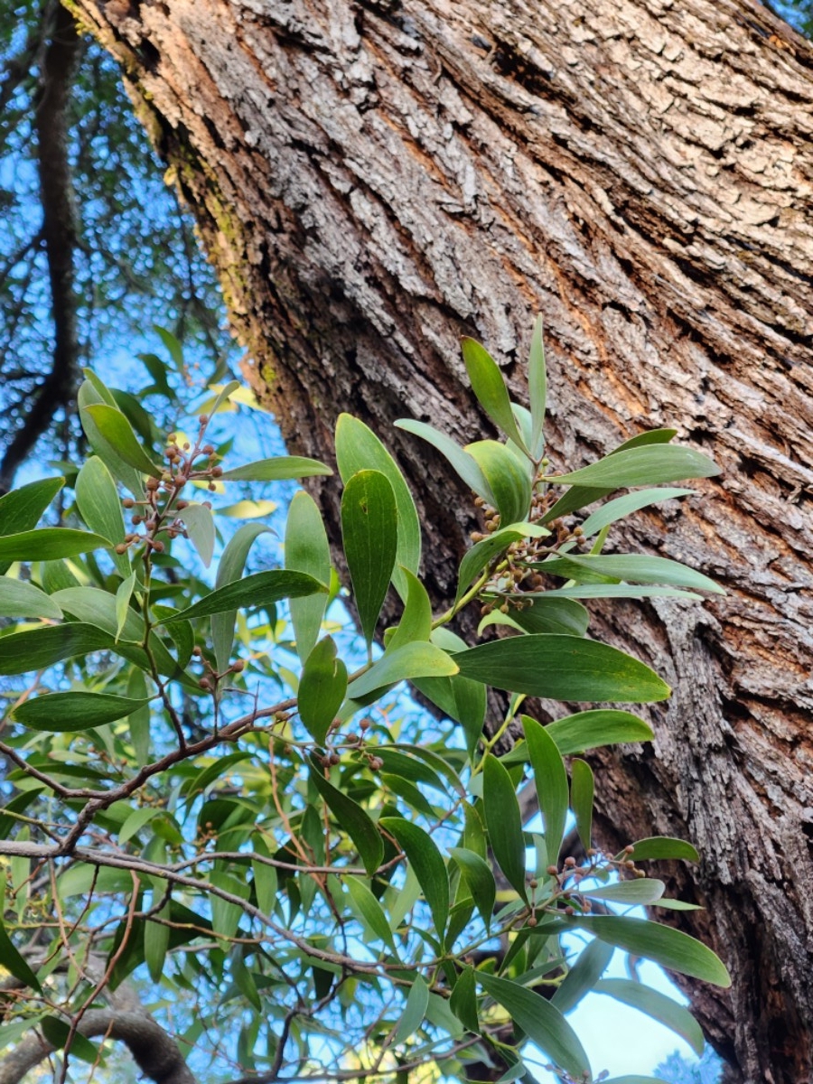 Acacia melanoxylon