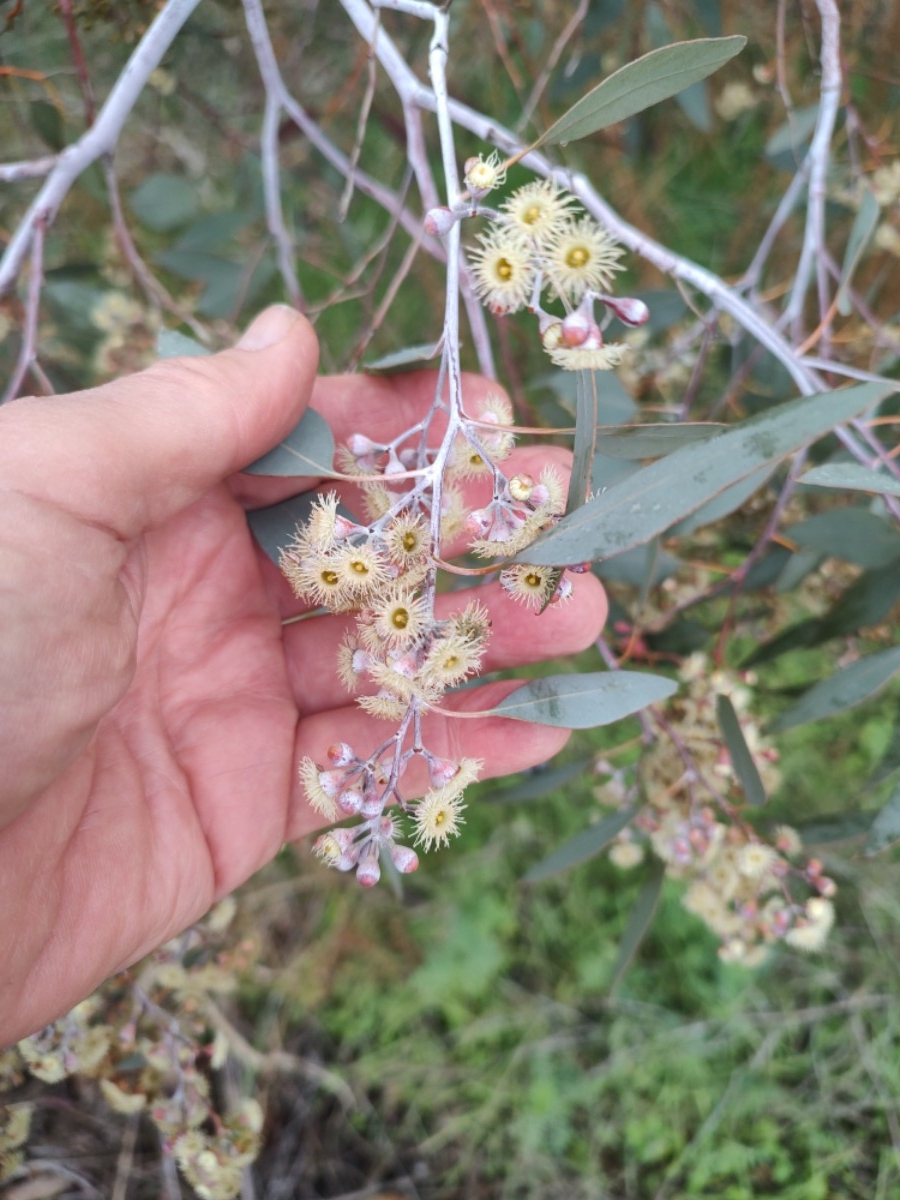 Eucalyptus rudis