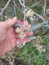 Eucalyptus rudis