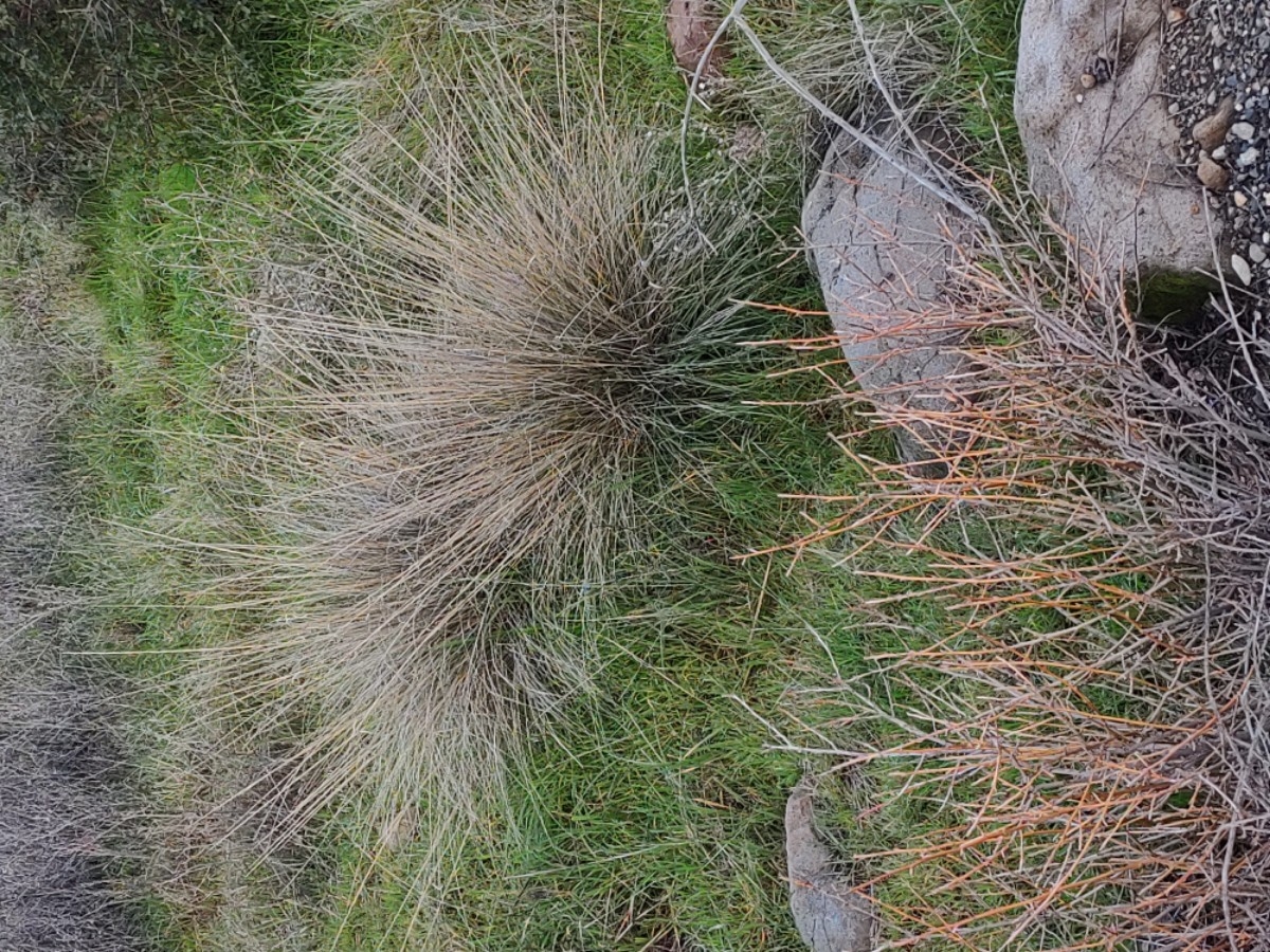 Muhlenbergia rigens