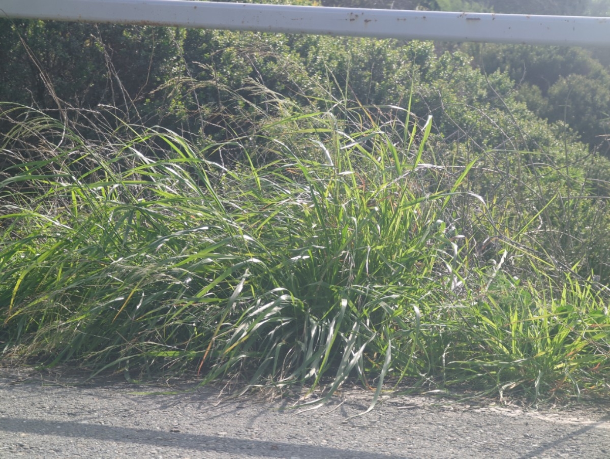 Stipa miliacea