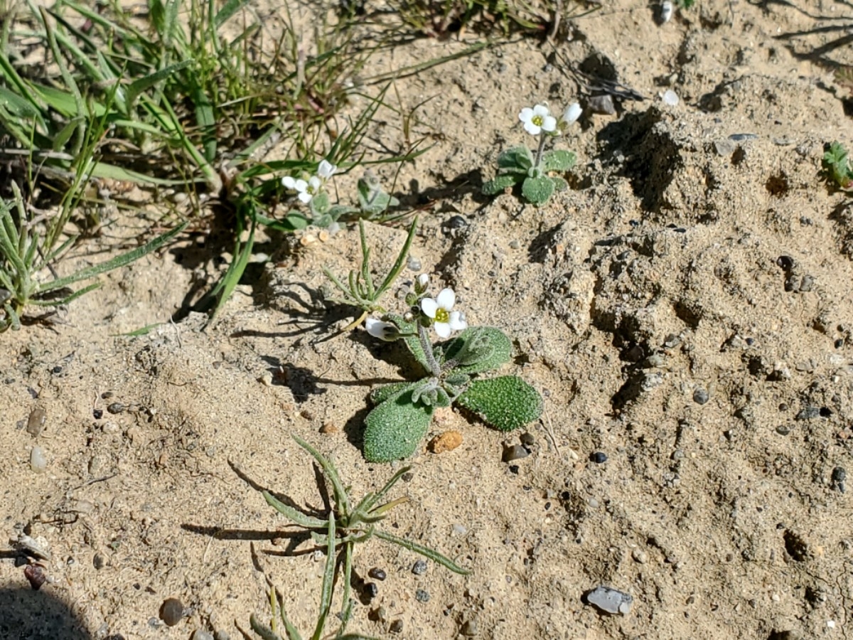 Draba cuneifolia