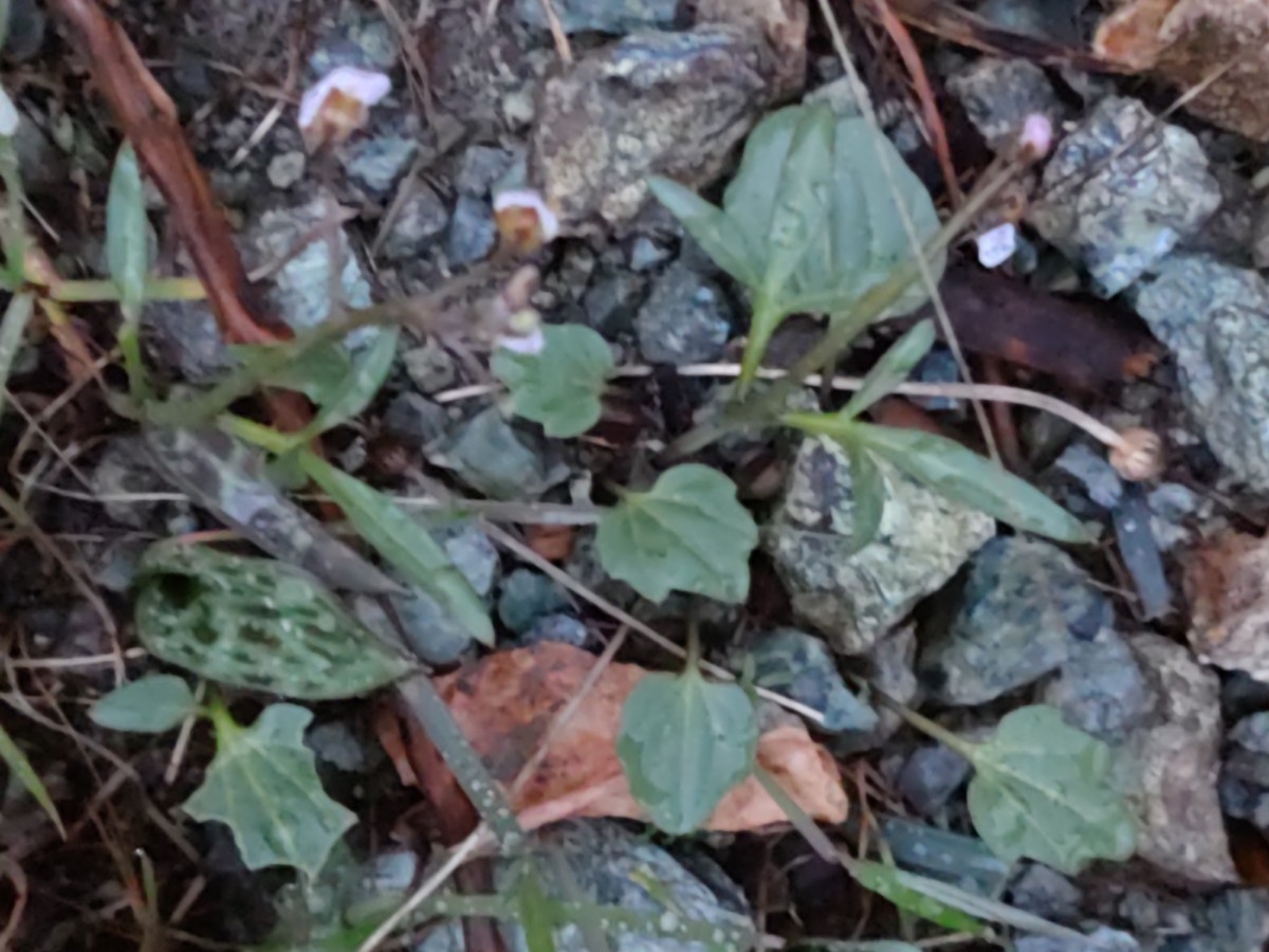 Cardamine pachystigma var. dissectifolia