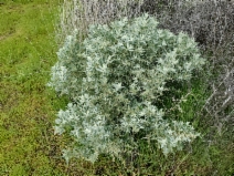 Atriplex spinifera