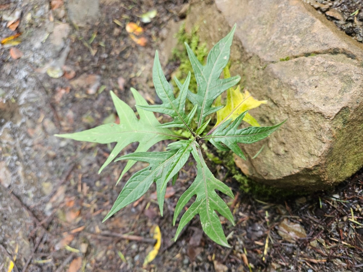 Solanum aviculare