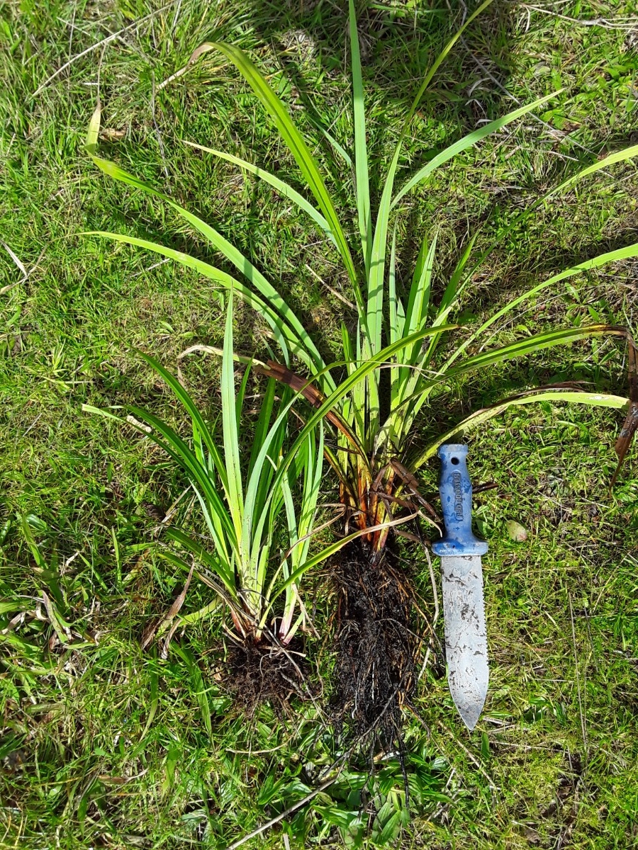 Carex pendula