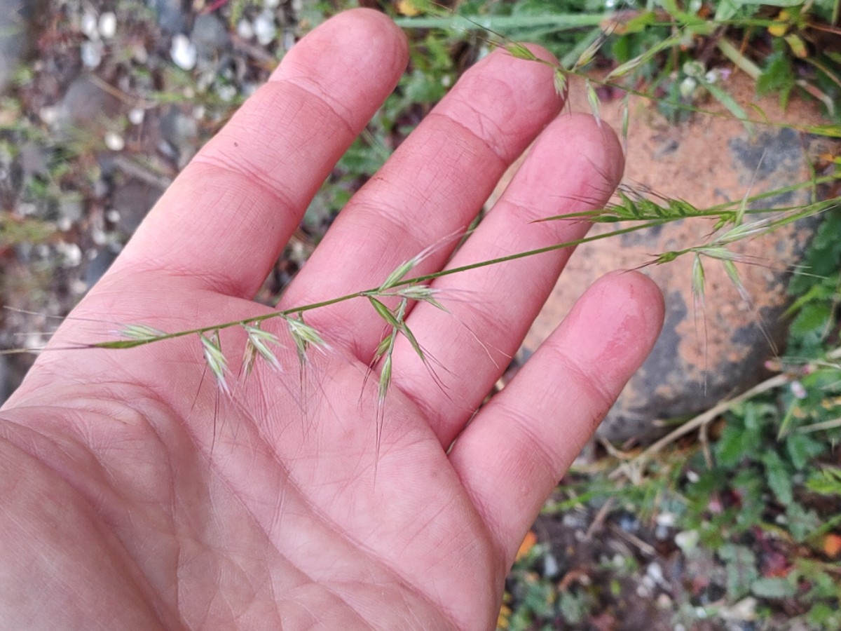 Festuca bromoides