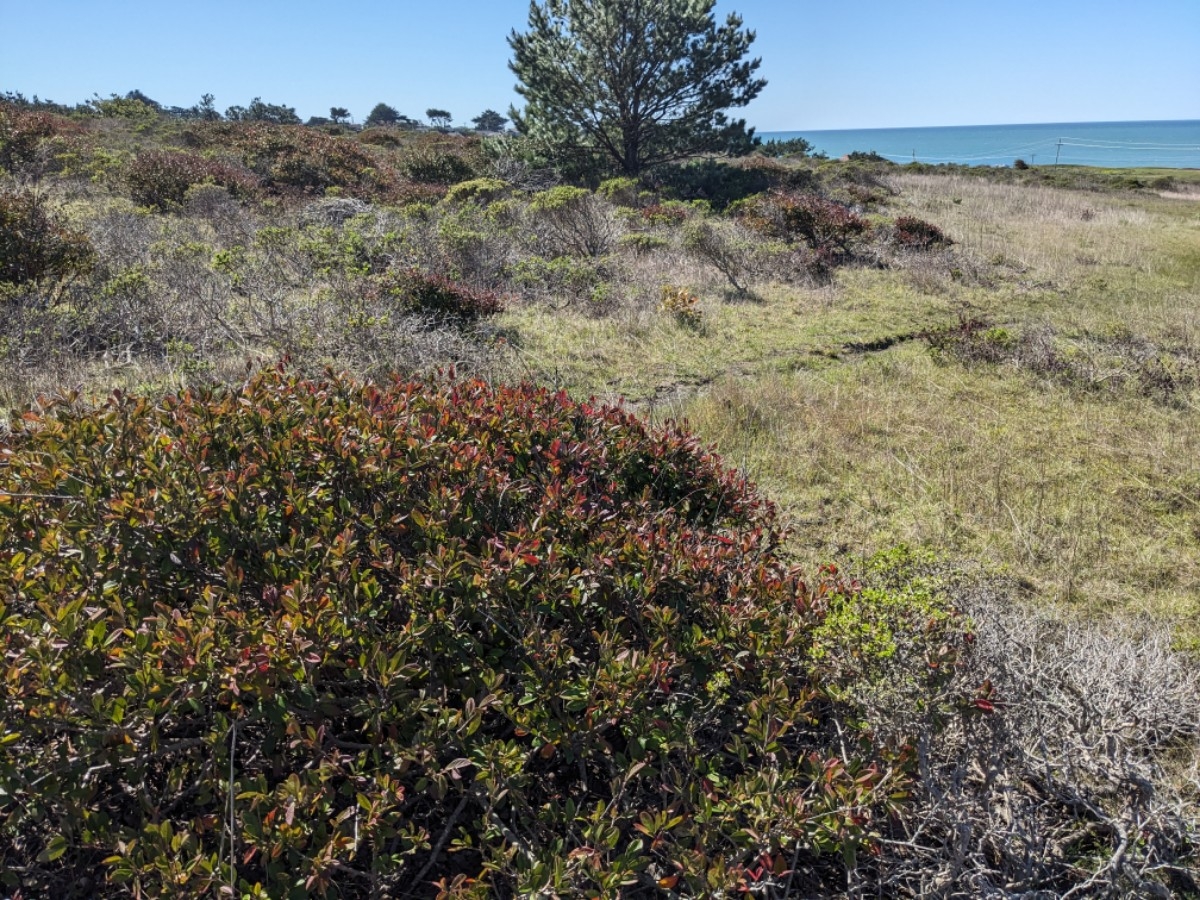 Cotoneaster lacteus