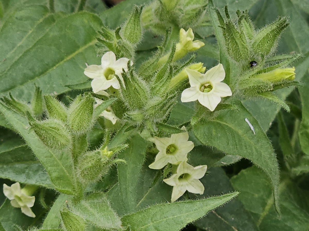 Nicotiana attenuata