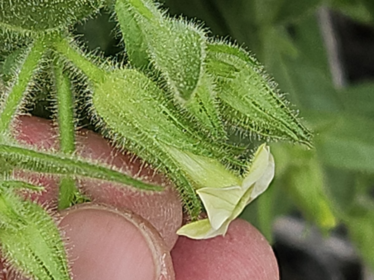 Nicotiana attenuata