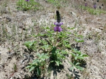 Lupinus microcarpus var. horizontalis