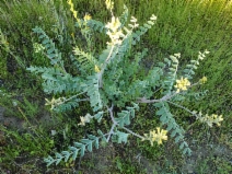 Astragalus lentiginosus var. nigricalycis