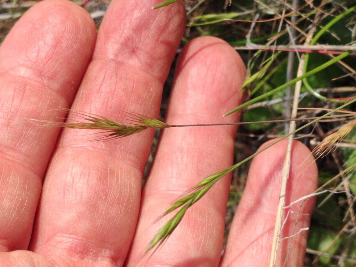 Festuca bromoides