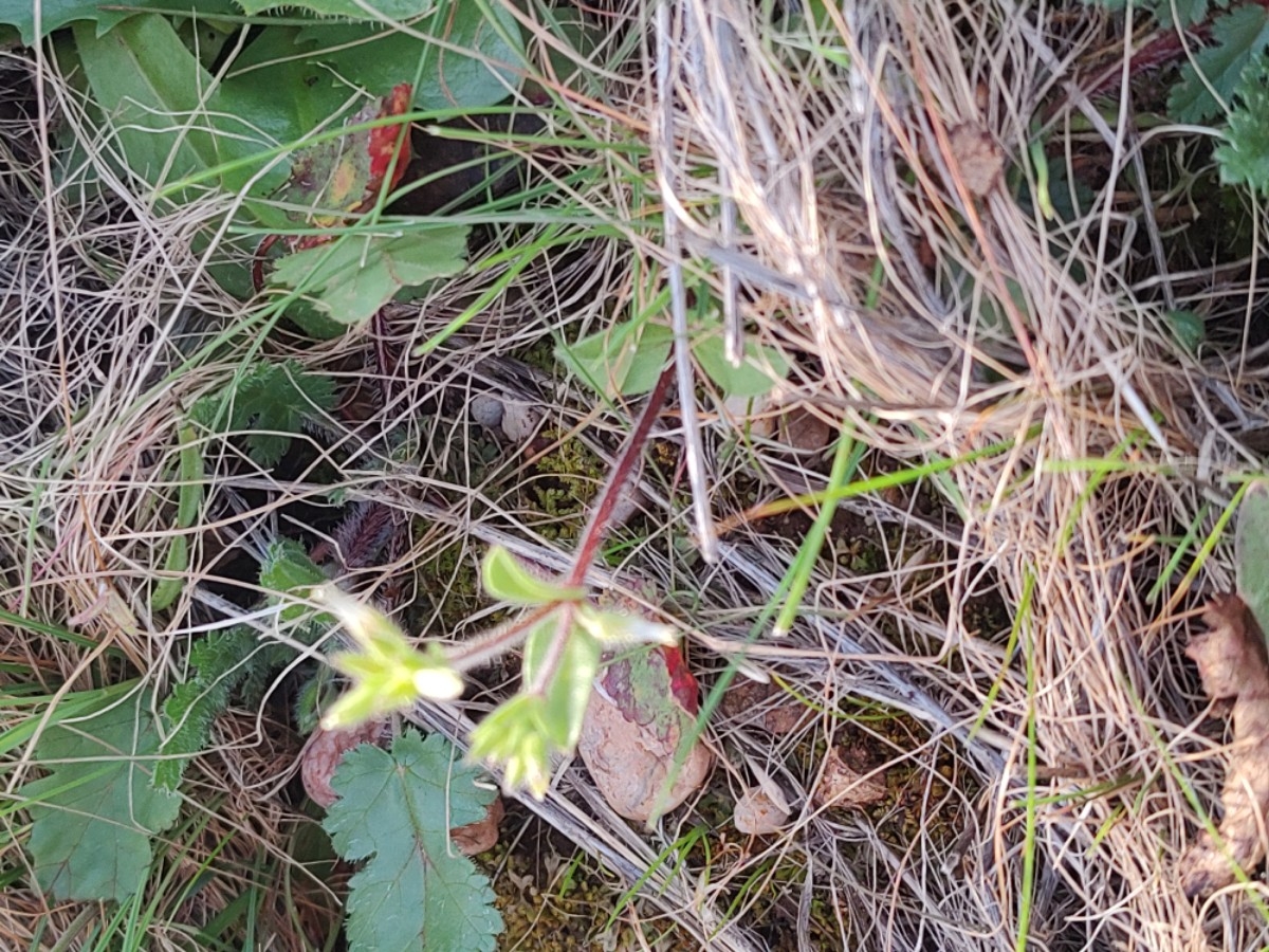 Cerastium fontanum ssp. vulgare