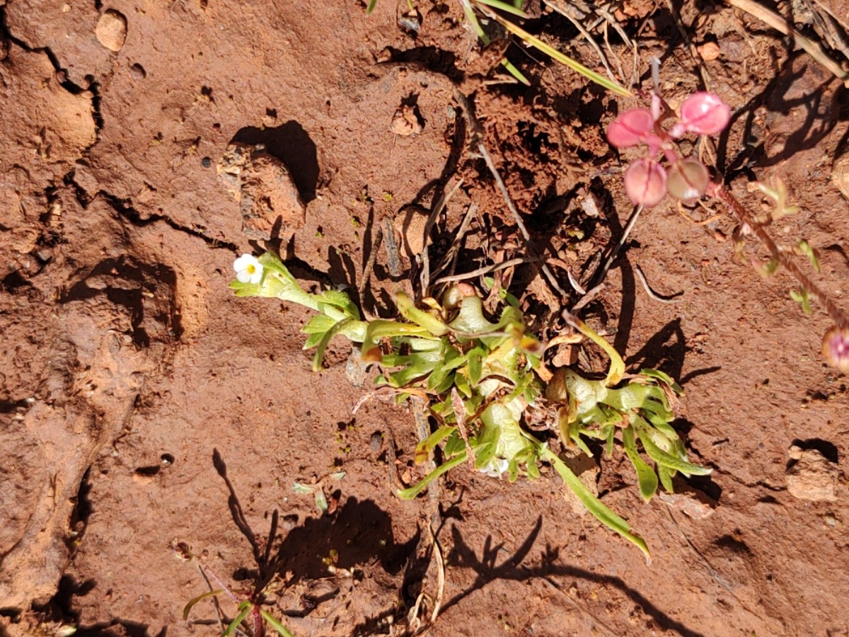 Plagiobothrys scriptus