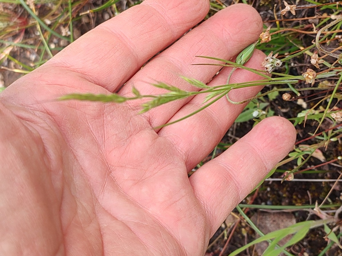 Festuca bromoides