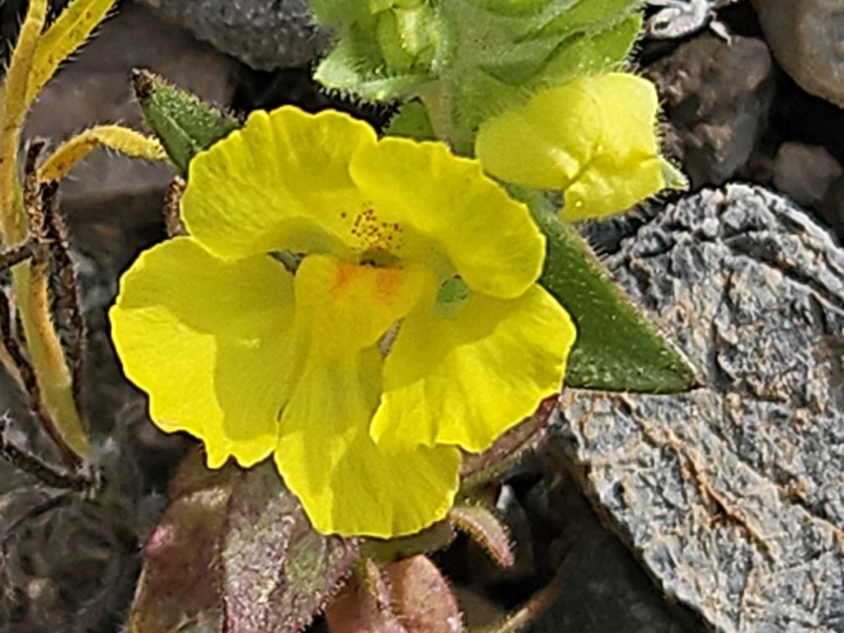 Antirrhinum mohavea