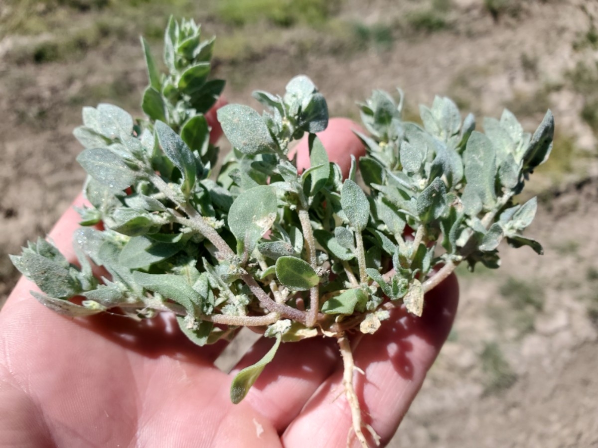 Atriplex gypsophila