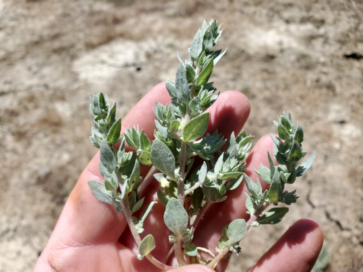 Atriplex gypsophila