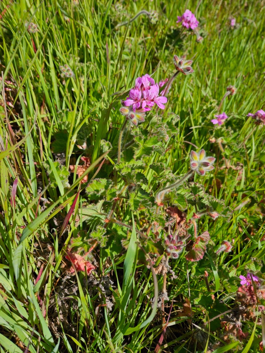 Pelargonium capitatum