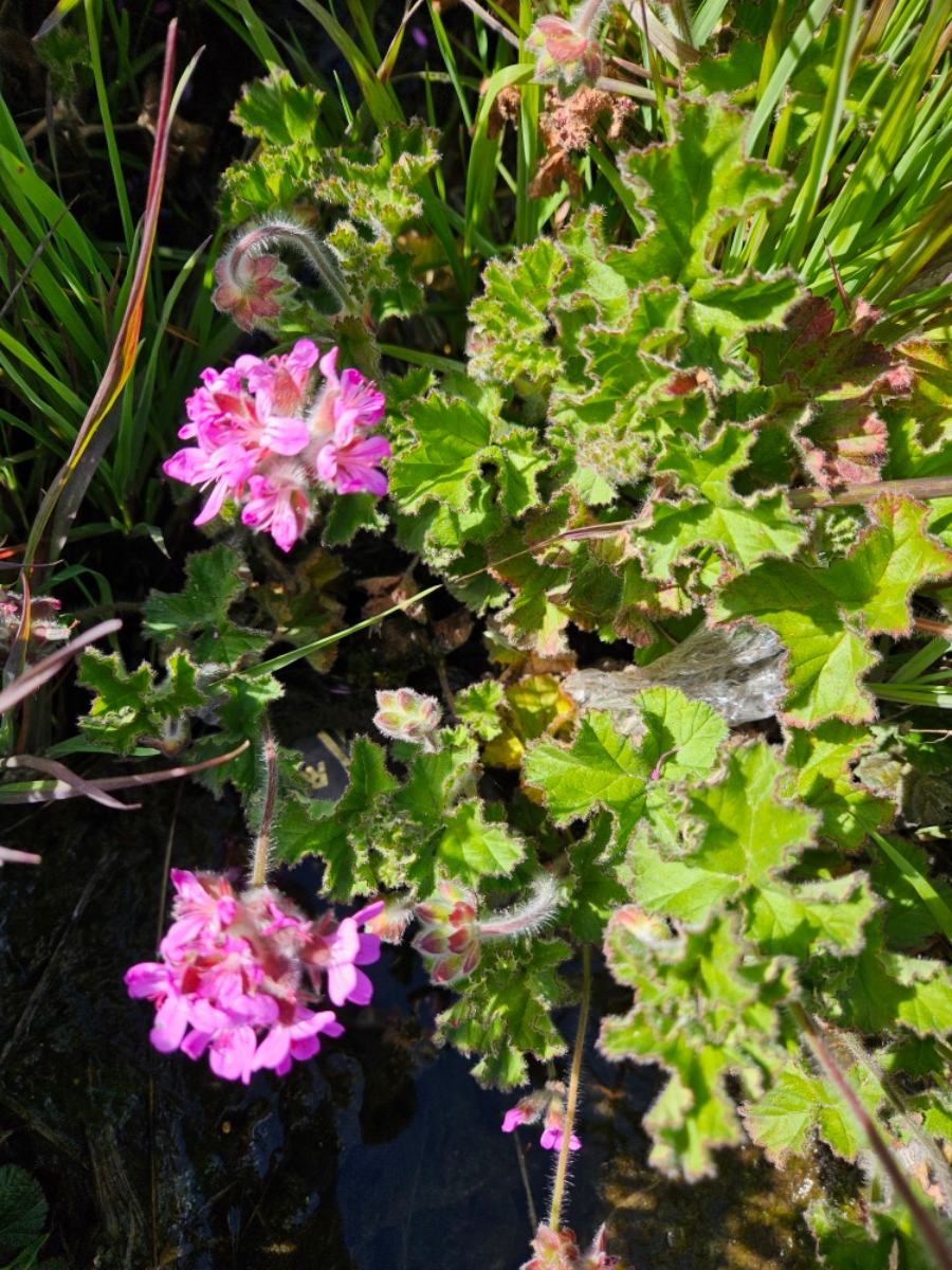 Pelargonium capitatum