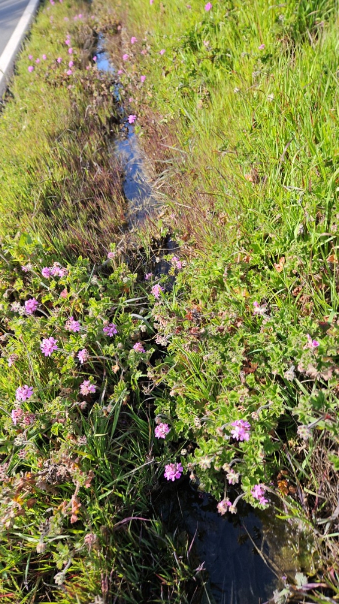 Pelargonium capitatum