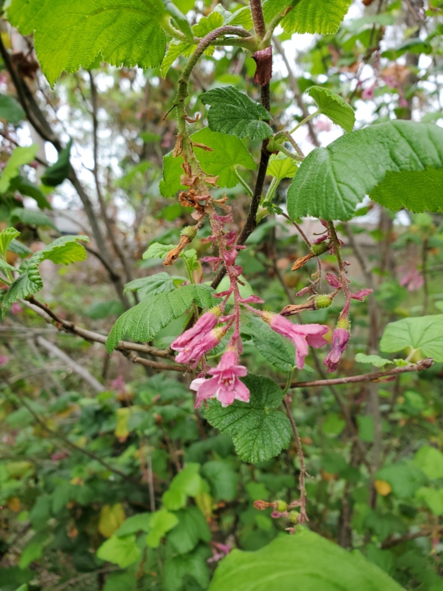 Ribes sanguineum