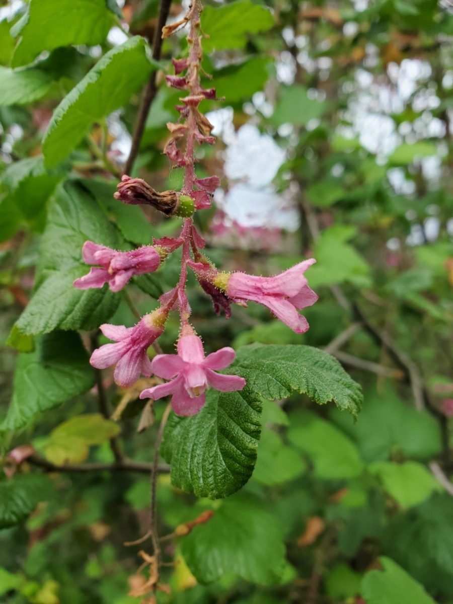 Ribes sanguineum