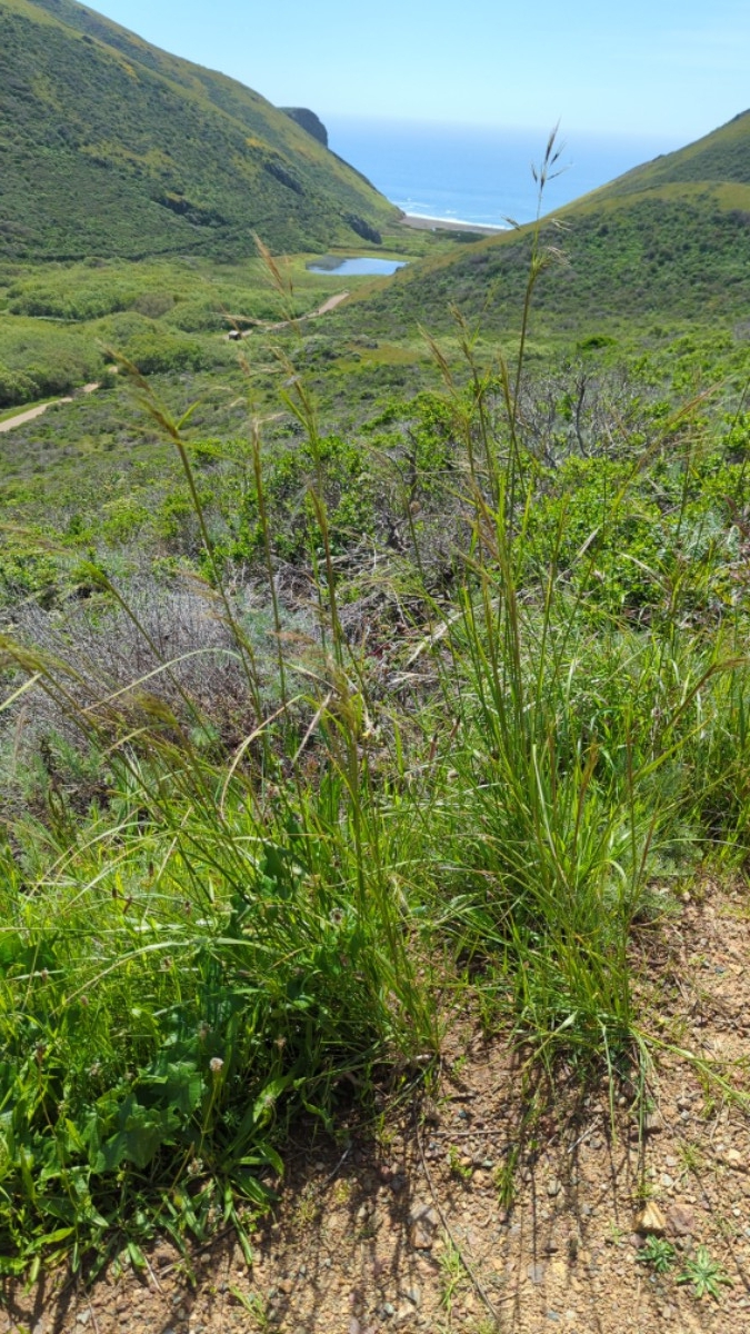 Stipa manicata