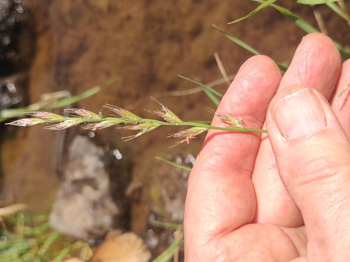 Festuca perennis