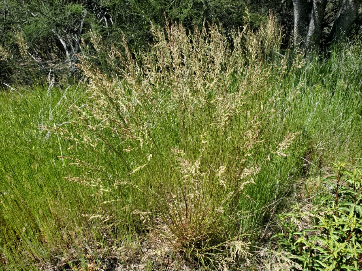 Poa secunda