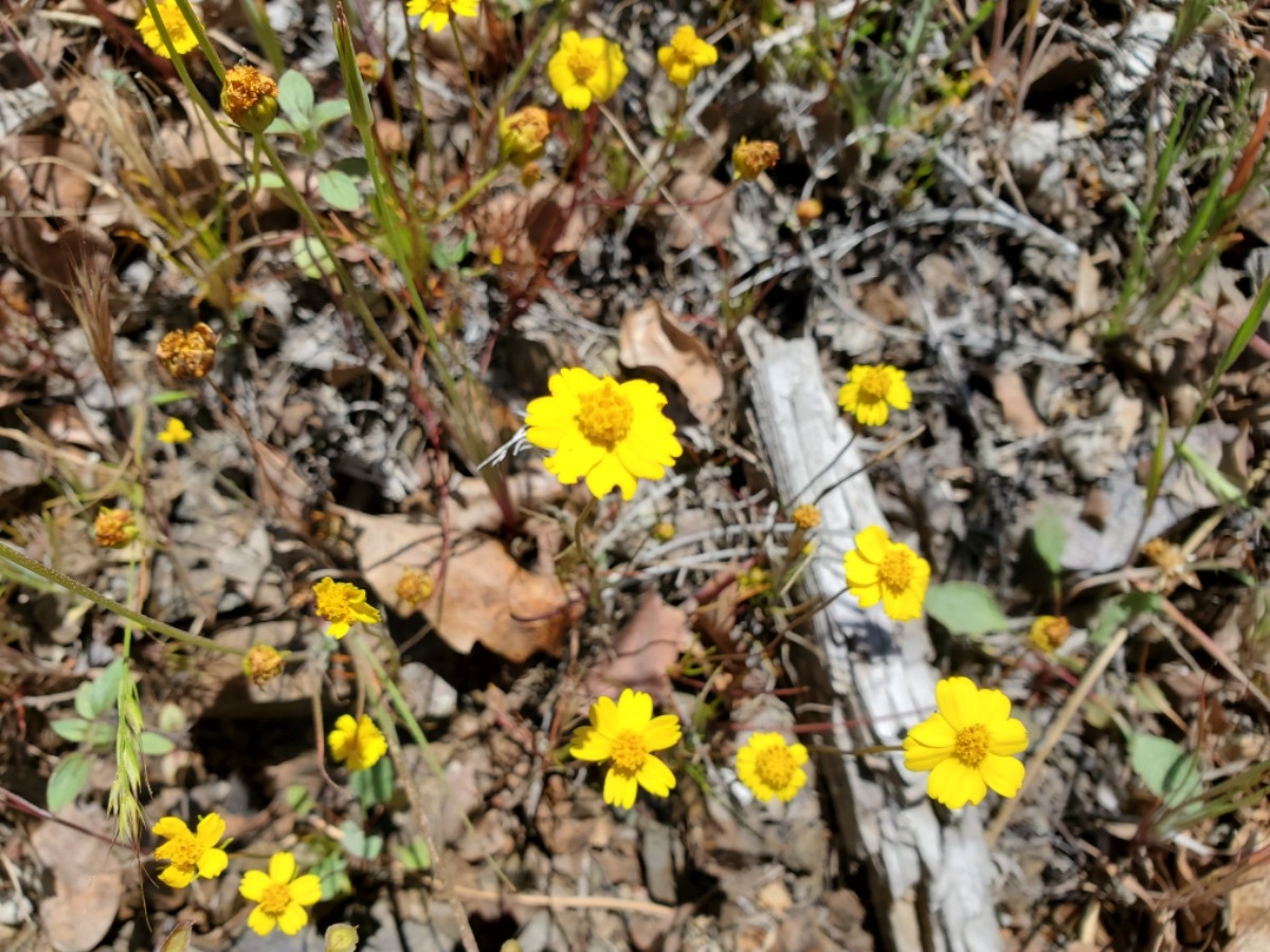 Leptosyne douglasii