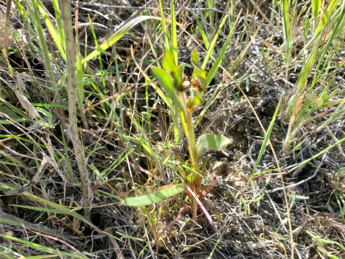 Plagiobothrys infectivus