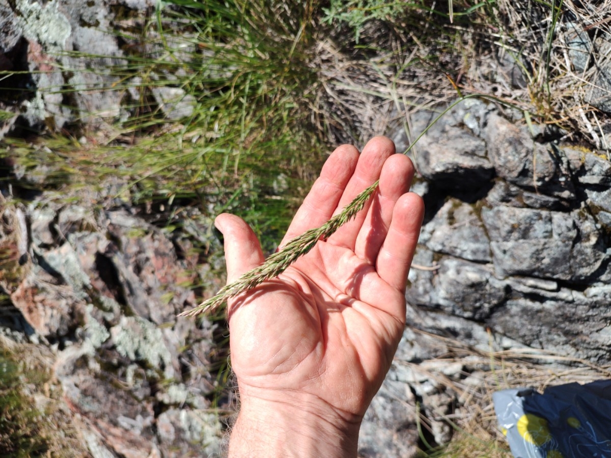 Poa pratensis ssp. pratensis