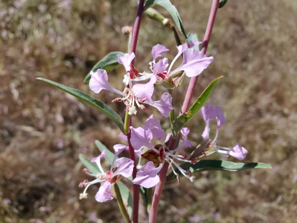 Clarkia tembloriensis ssp. tembloriensis