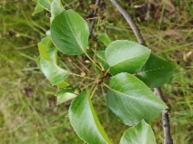 Pyrus communis