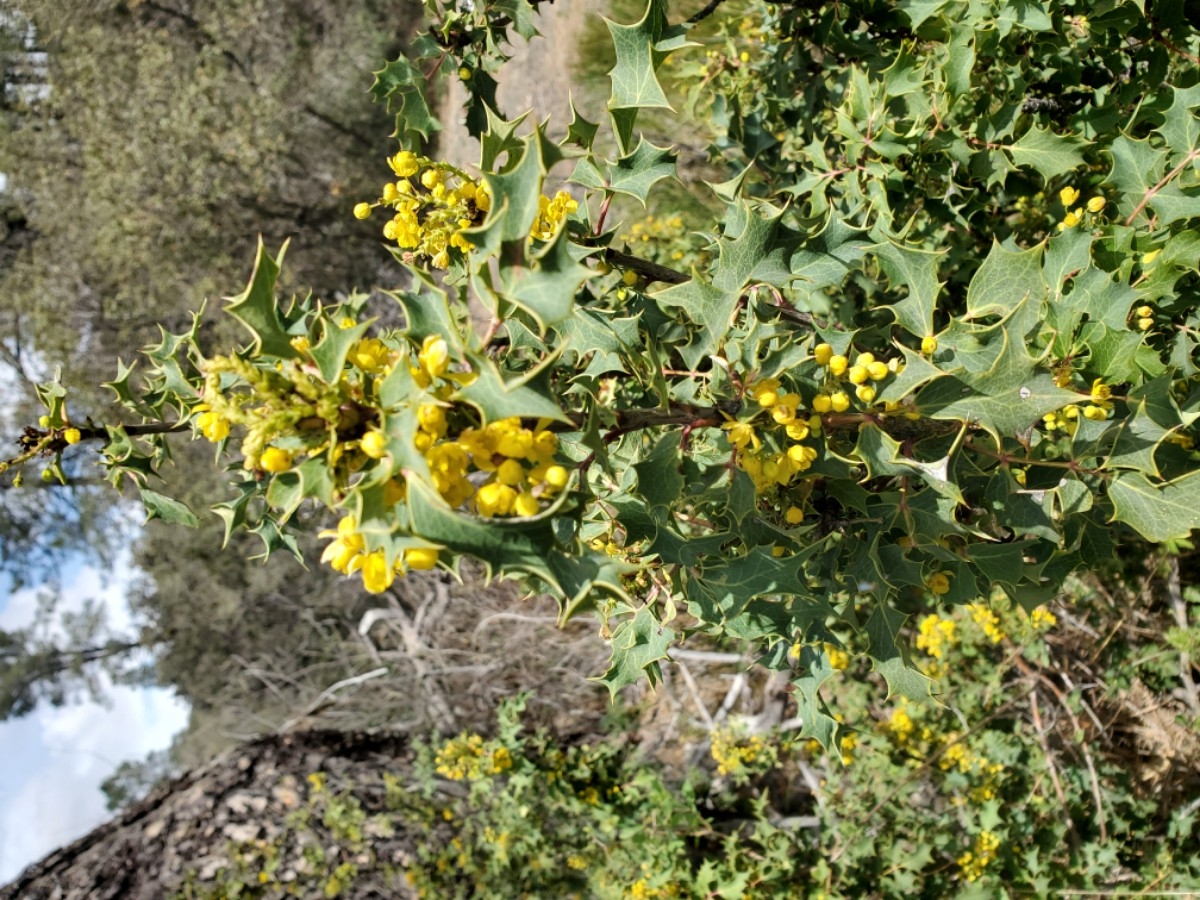 Berberis aquifolium var. dictyota