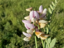 Lathyrus jepsonii var. californicus