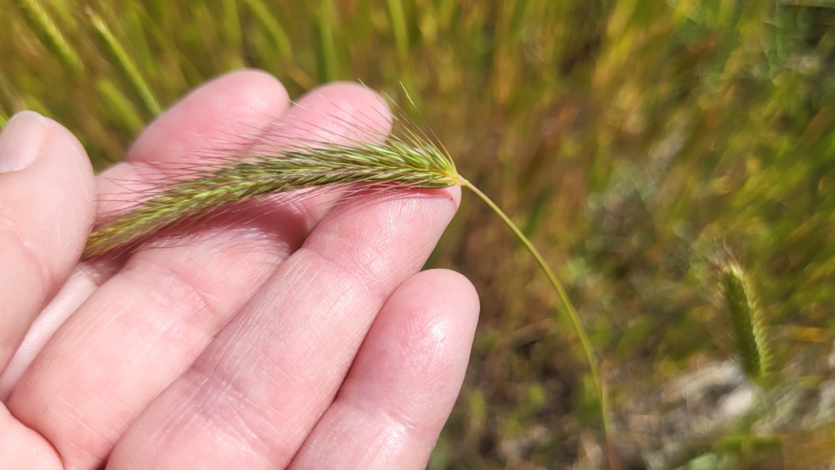 Hordeum depressum