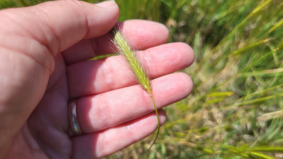 Hordeum depressum