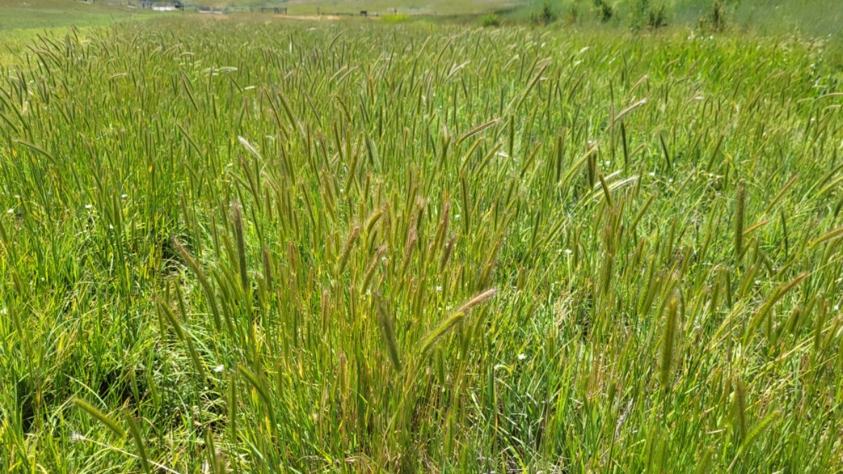 Hordeum depressum